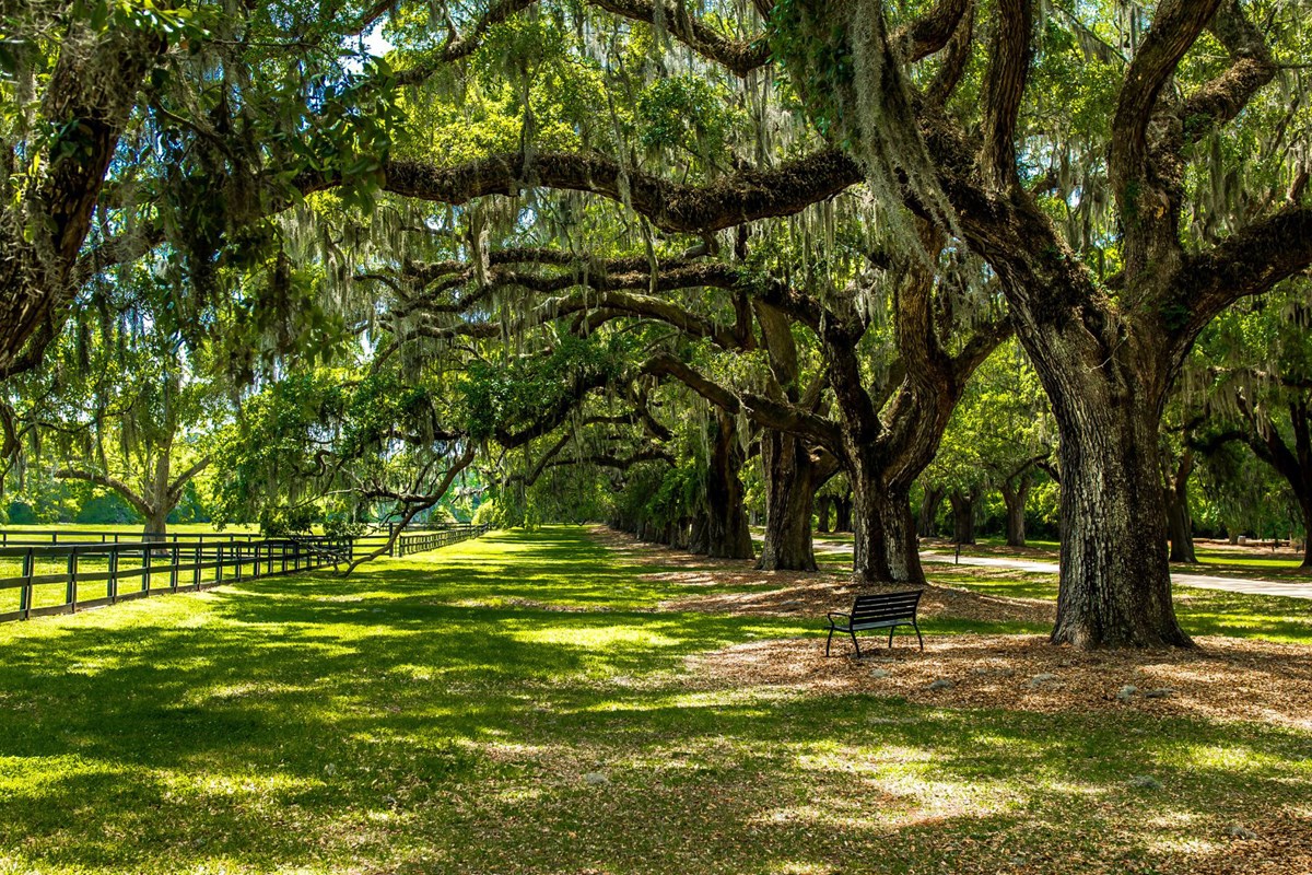 a grassy lane under large trees